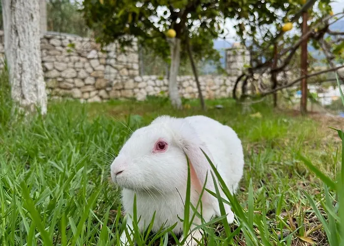 Bodini Gasthuis Himare