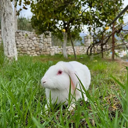 Bodini Gasthuis Himare